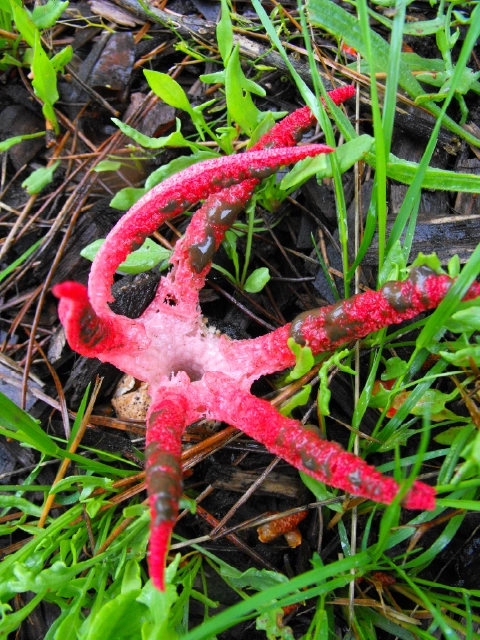 Clathrus archeri